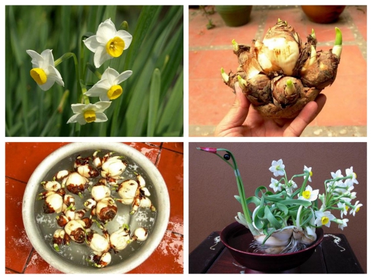 Củ hoa thủy tiên