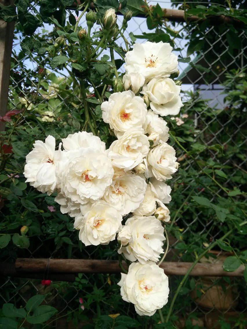 Làm đẹp tại vườn nhà bạn với những cánh hồng leo 