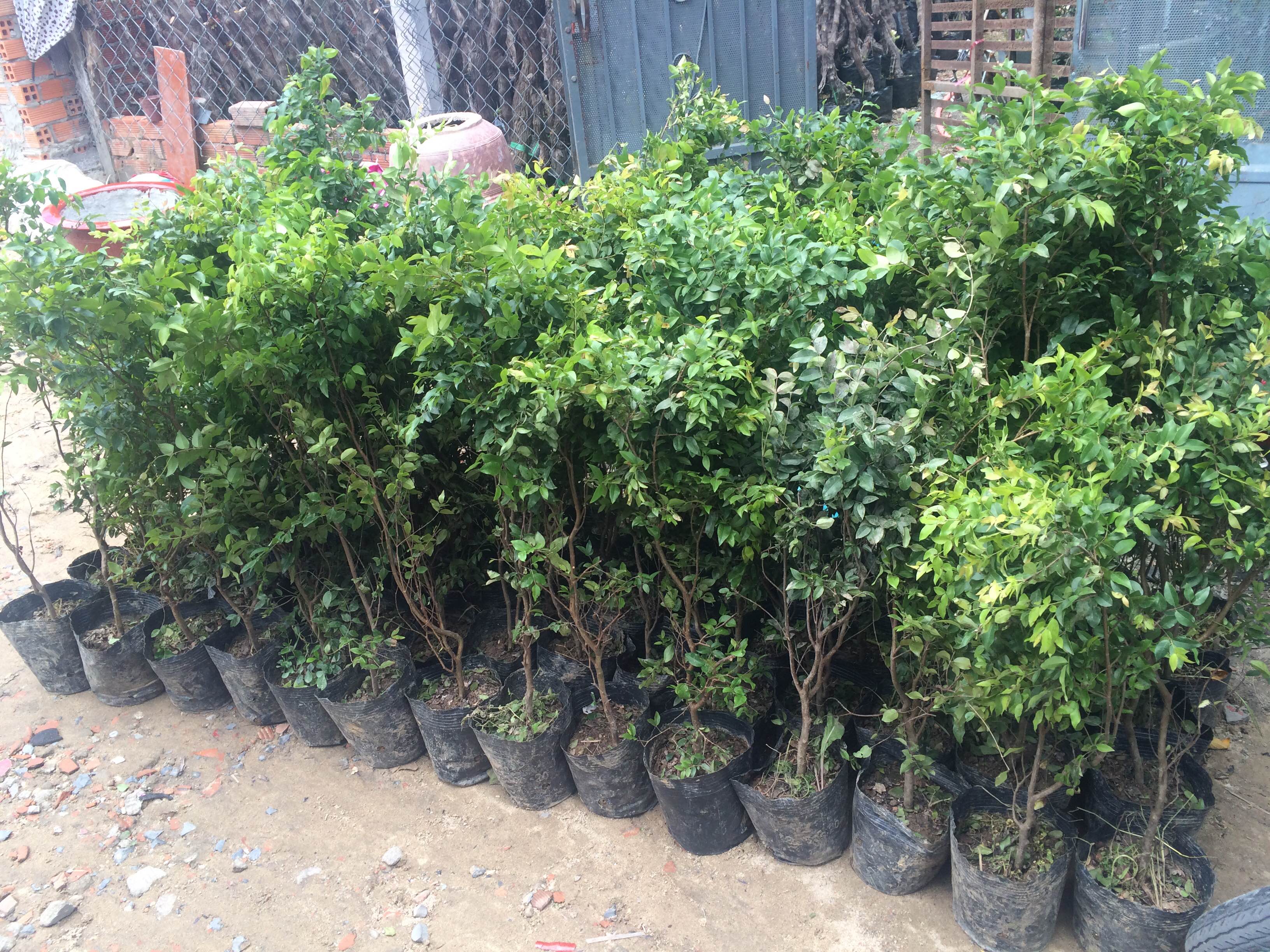 Cây nho thân gỗ