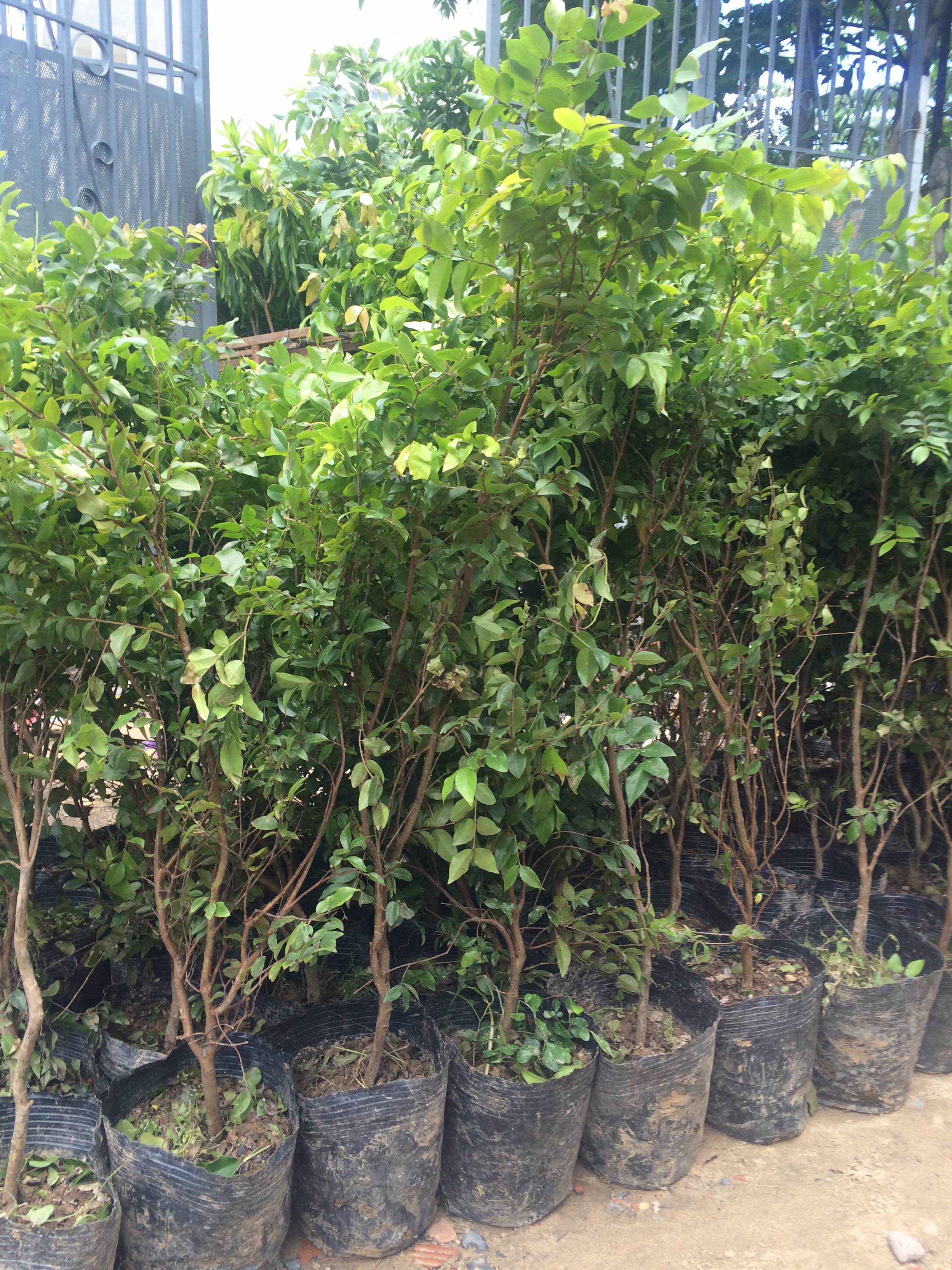 cây nho thân gỗ