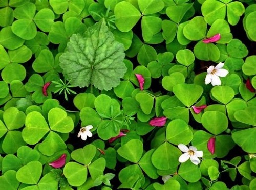Hạt Giống Cỏ Ba Lá