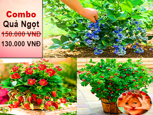 Bộ Sản Phẩm Quả Ngọt Ăn Ngon