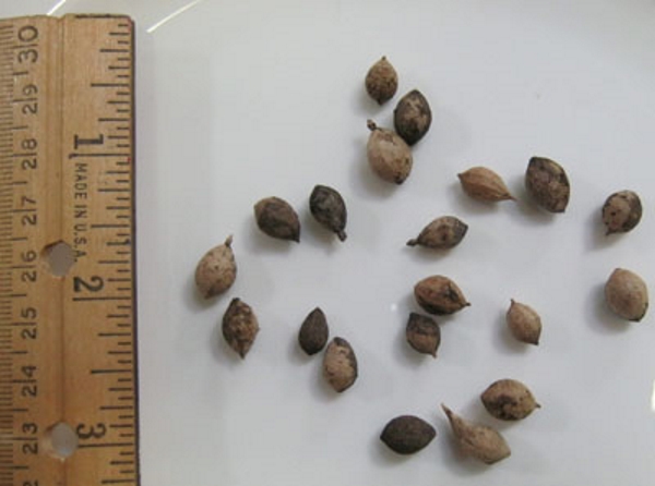 cải xoăn