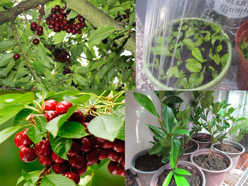 cách trồng cây cherry nhiệt đới f1