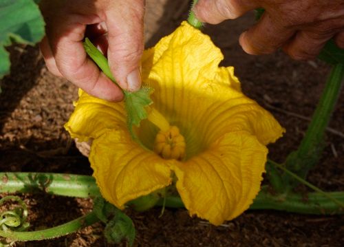 hạt giống bí ngô khổng lồ