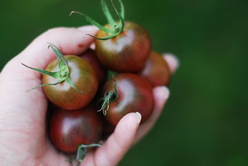 Hạt Giống Cà Chua Cherry Socola