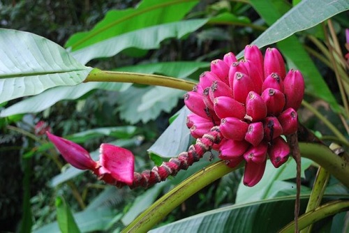 hạt giống cây chuối đỏ