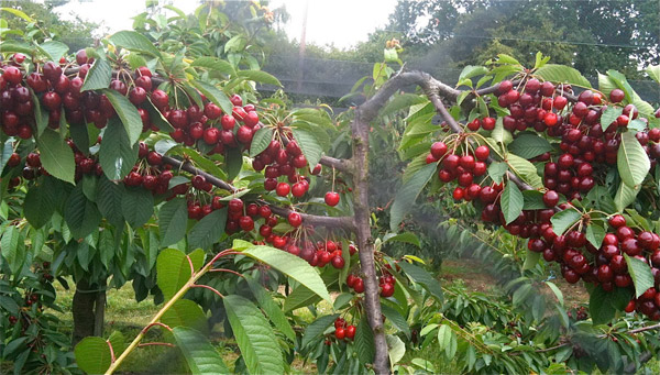 cherry nhiệt đới f1