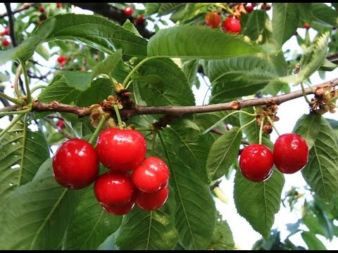 cây cherry nhiệt đới