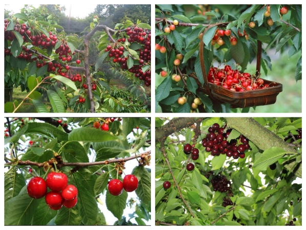 cherry nhiệt đới