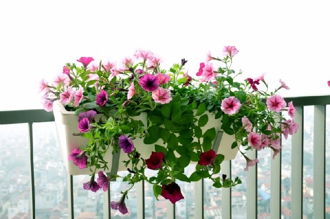 Hạt Giống Dạ Yến Thảo