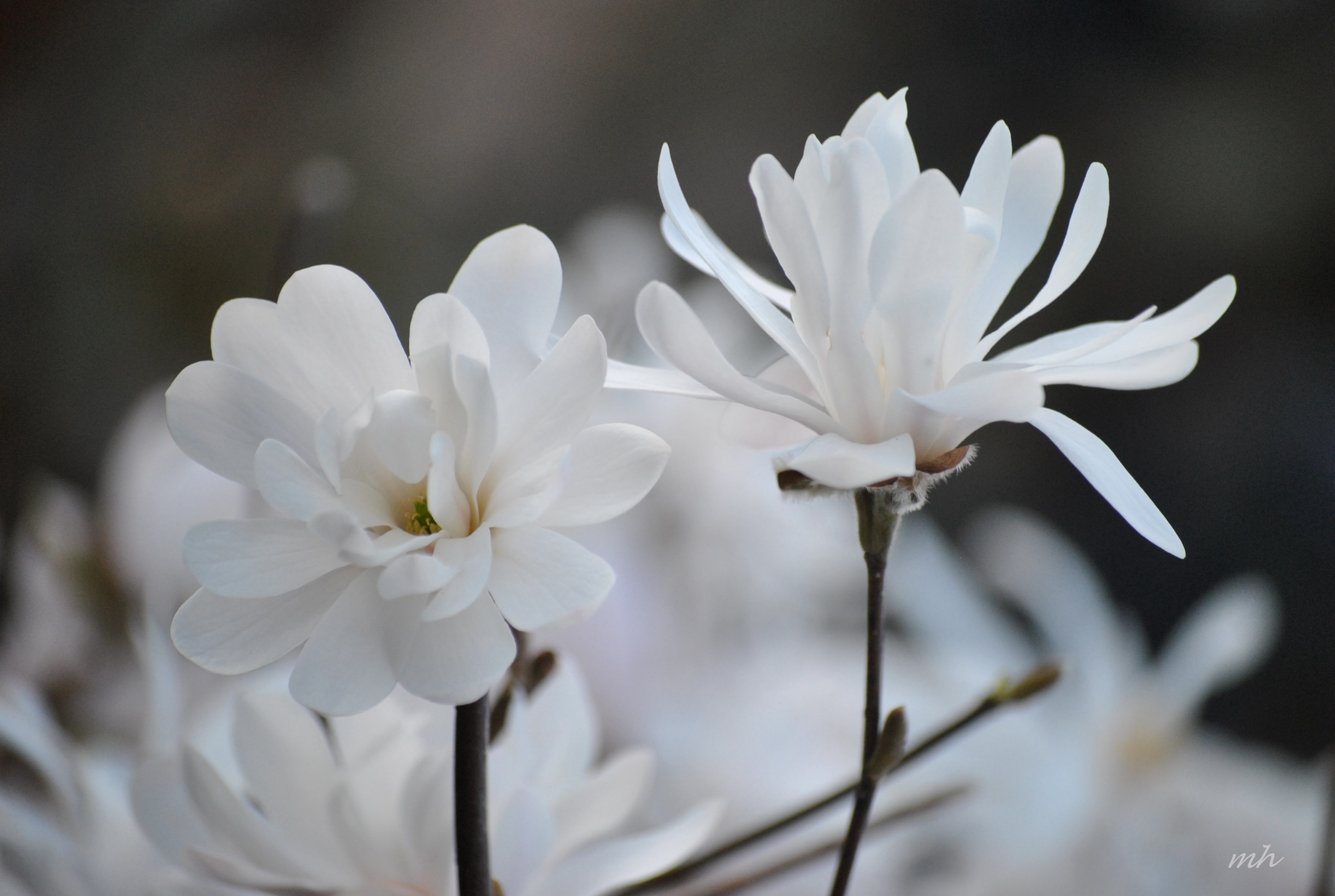hoa mộc lan trắng