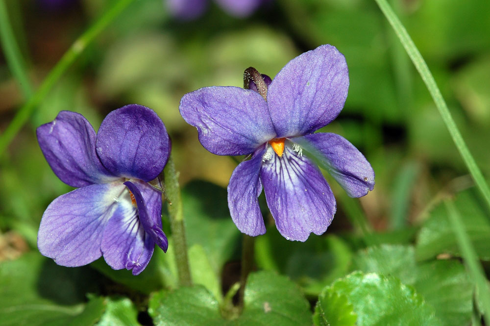 hạt giống hoa viola xanh