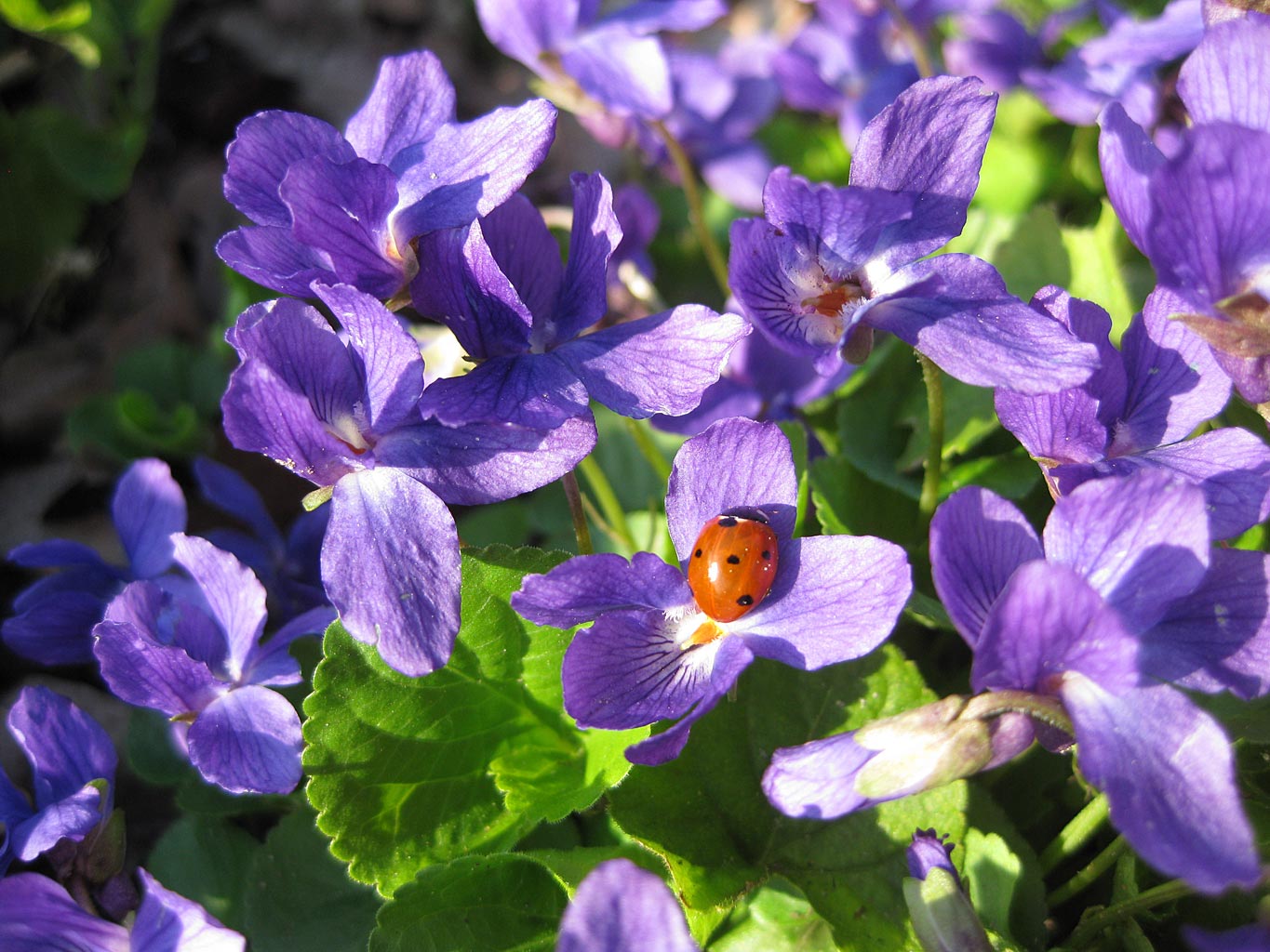 hạt giống hoa viola xanh