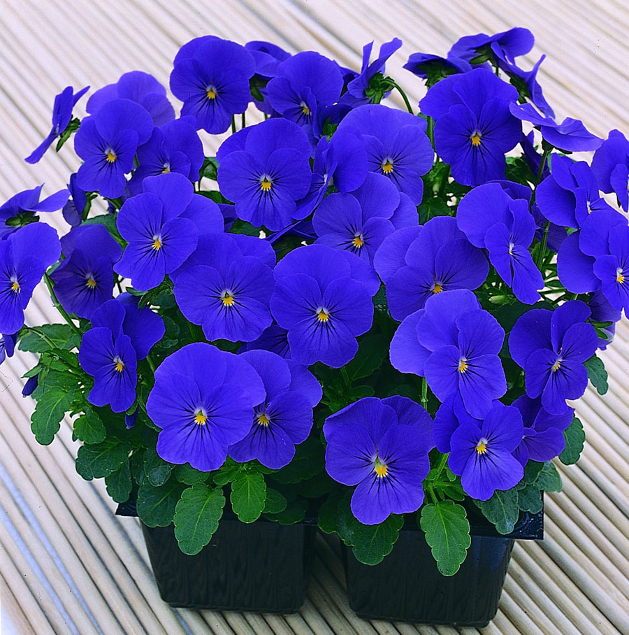 hạt giống hoa viola xanh