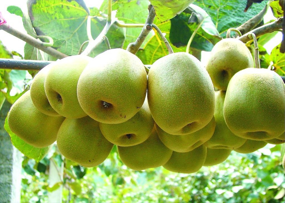 Hạt Giống Kiwi Vàng