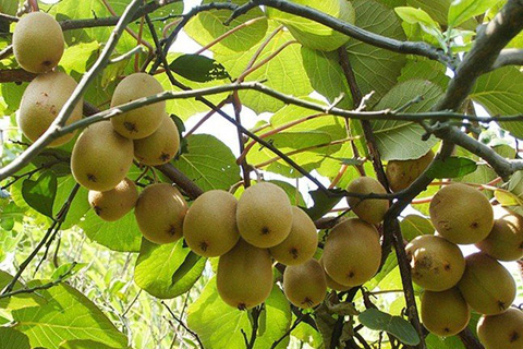 Hạt Giống Kiwi Vàng