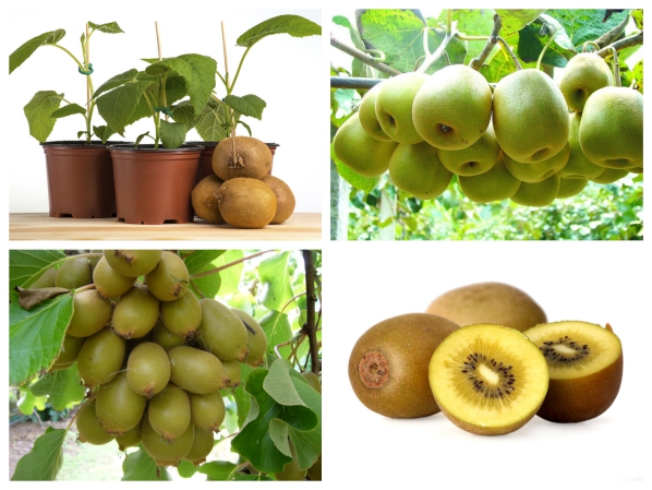 Hạt Giống Kiwi Vàng