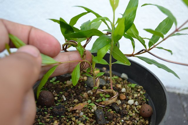 trồng lựu trong chậu