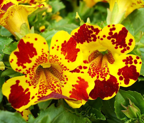 Hạt giống mimulus cam đốm