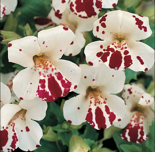 HẠT GIỐNG MIMULUS CAM ĐỐM