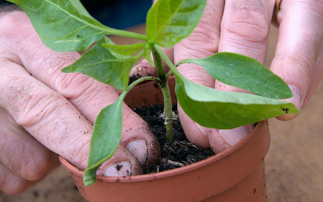 Hạt Giống Ớt Cảnh Ngũ Sắc