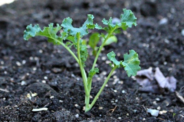 cải xoăn kale