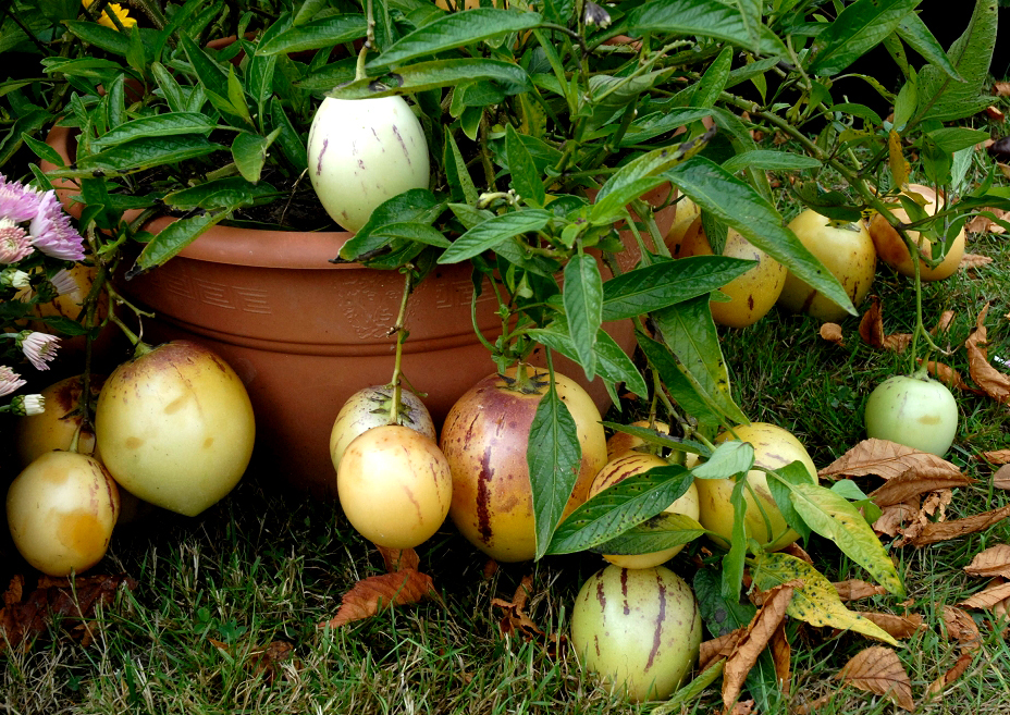 pepino trồng chậu