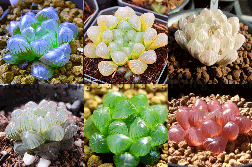 Bộ Hạt Giống Sen Đá Kim Cương Đủ Màu Sắc (1 gói hạt giống + 1 gói thuốc trừ bệnh + 06 viên nén kích 