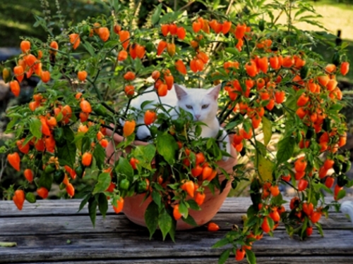 BỘ HẠT GIỐNG ỚT HABANERO
