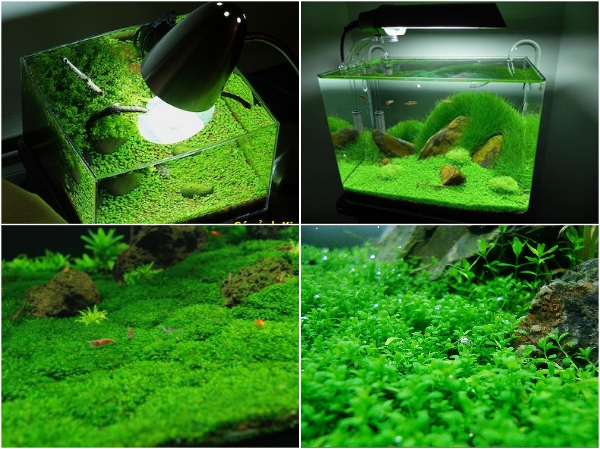 TRỌN BỘ TRỒNG VÀ CHĂM SÓC GIỐNG CÂY THỦY SINH TRÂN CHÂU NGỌC TRAI 