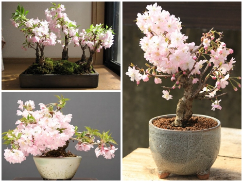 Điều Gì Khiến Hoa Anh Đào Kép Nhật Bản Được Cả Thế Giới Say Mê? 	