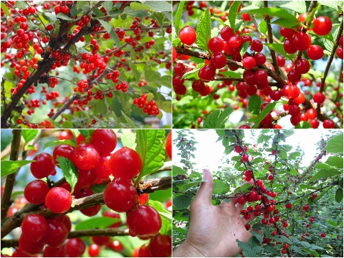 BỘ HẠT GIỐNG ANH ĐÀO TRIỀU TIÊN 
