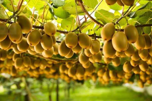 Trọn bộ trồng và chăm sóc hạt giống kiwi vàng