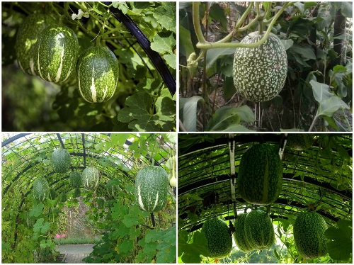 Trọn Bộ Trồng Và Chăm Sóc Giống Bí Mèo Hà Giang 