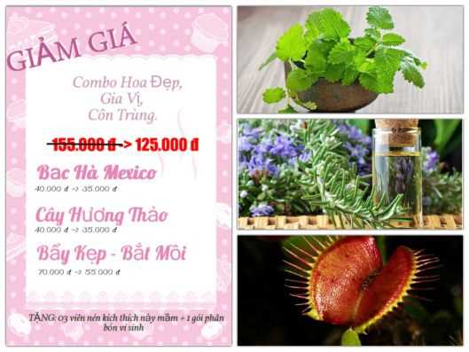 Bộ Hạt Giống Gia vị Và Côn trùng