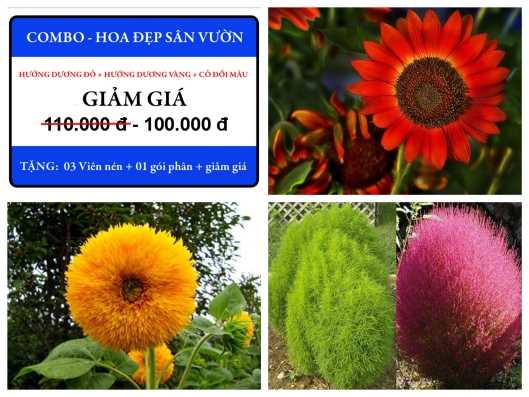 Bộ Hạt Giống Hoa Đẹp Sân Vườn