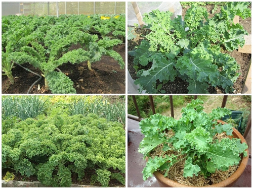 Những Lợi Ích Thần Kỳ Của Cải Xoăn Kale Mỹ Khổng Lồ 