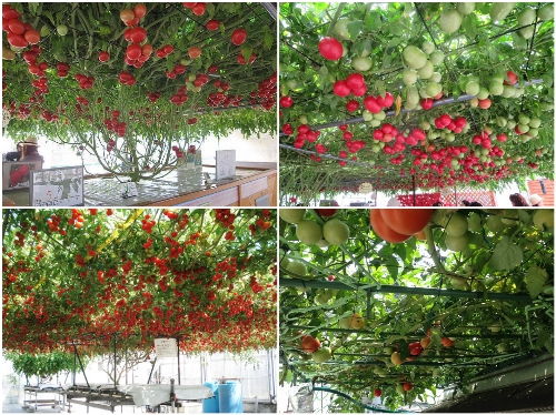 BỘ HẠT GIỐNG CÀ CHUA BẠCH TUỘC BỘ HẠT GIỐNG CÀ CHUA BẠCH TUỘC