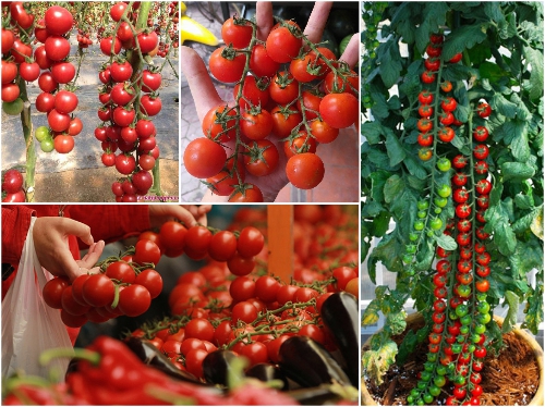 BỘ HẠT GIỐNG CÀ CHUA CHUỖI NGỌC