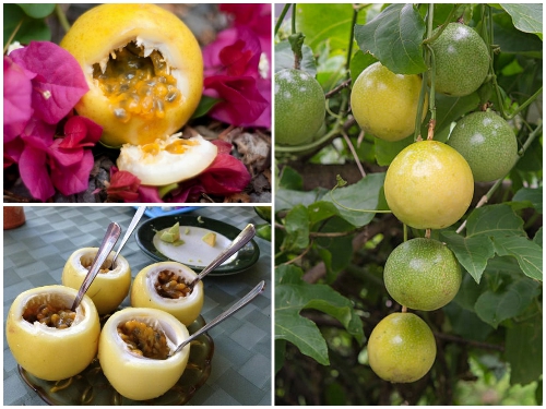 Chanh Leo Vàng Nhật Bản - Thức Uống Tốt Cho Mọi Người 