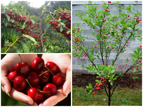Cây Cherry Mỹ Không Khó Trồng Ở  Việt Nam