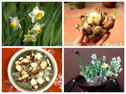 Củ hoa Thủy Tiên