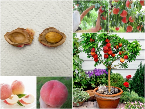 Trọn bộ trồng và chăm sóc hạt giống đào tiên chịu nhiệt Nhật Bản