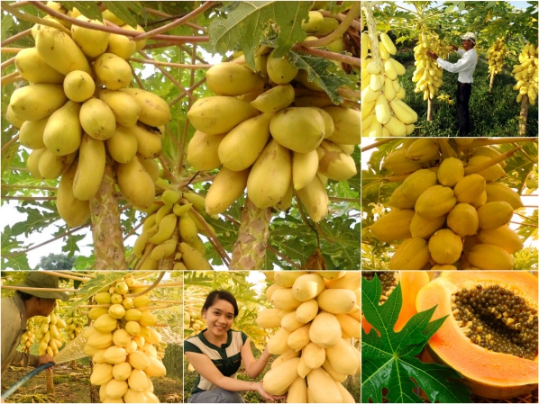 Bộ Hạt Giống Đu Đủ Vàng Siêu Trái - Tiềm Năng Kinh Tế