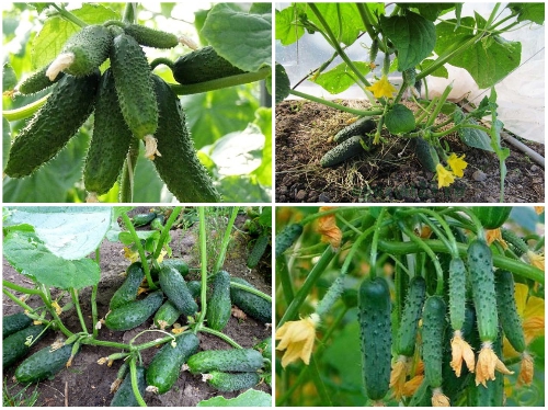 Trọn Bộ Trồng Và Chăm Sóc Giống Dưa Chuột Chùm 