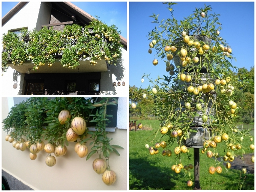 Tự Tạo Sự Độc Lạ Cho Ngôi Nhà Khi Trồng Dưa Pepino Làm Cảnh 