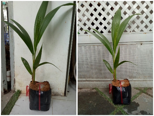 Combo 2 Cây Giống Dừa Xiêm Xanh Lùn Combo 2 Cây Giống Dừa Xiêm Xanh Lùn