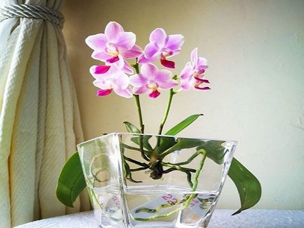 Bộ Hạt Giống Lan Hồ Điệp Trồng Thuỷ Canh Để Bàn