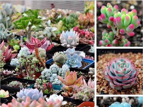 Hạt Giống Sen Đá Mix Màu
